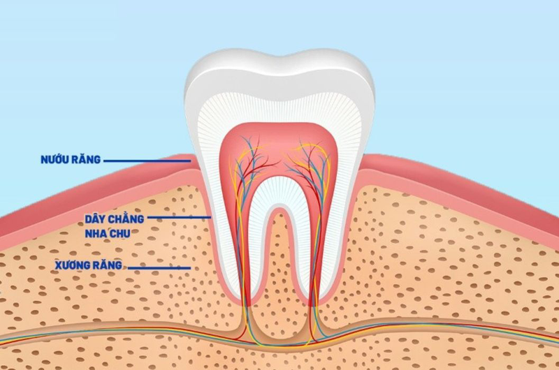 Nha chu là gì? Các bệnh thường gặp ở nha chu 1