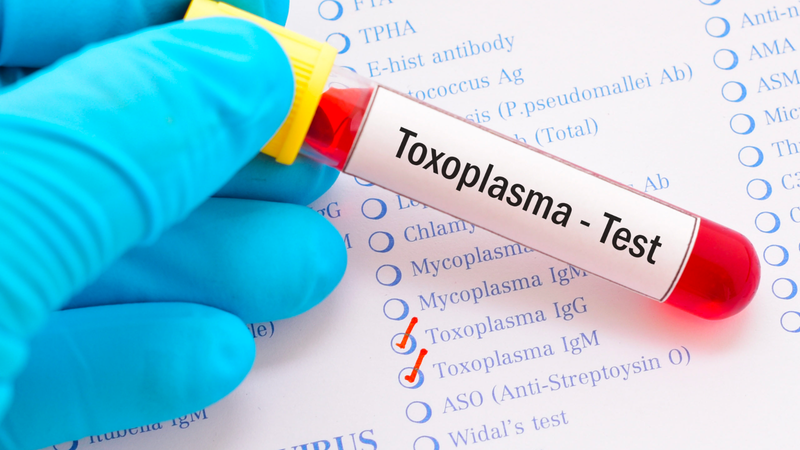 Nhiễm Toxoplasmosis bẩm sinh là gì? Nguyên nhân, triệu chứng và cách điều trị 6
