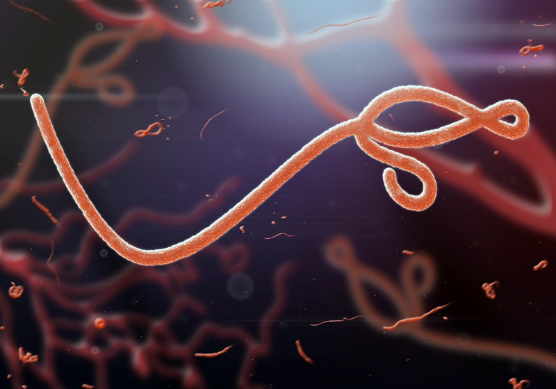 Nhiễm Virus Ebola có biểu hiện gì? Cách điều trị và phòng ngừa - 1