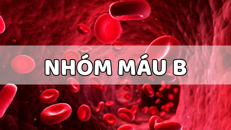 Nhóm máu B là gì? Nhóm máu B có thể cho và nhận máu từ nhóm nào? 1
