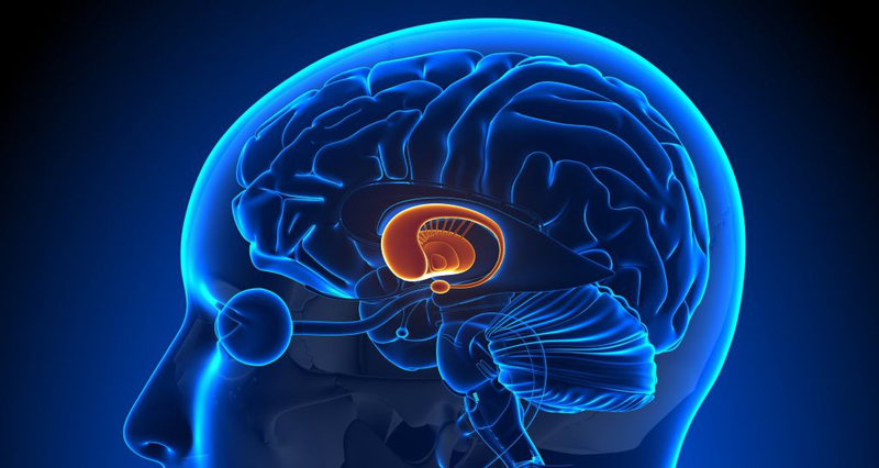 Nhóm thuốc điều trị Parkinson phổ biến hiện nay và tác động của thuốc mà người bệnh nên biết 2