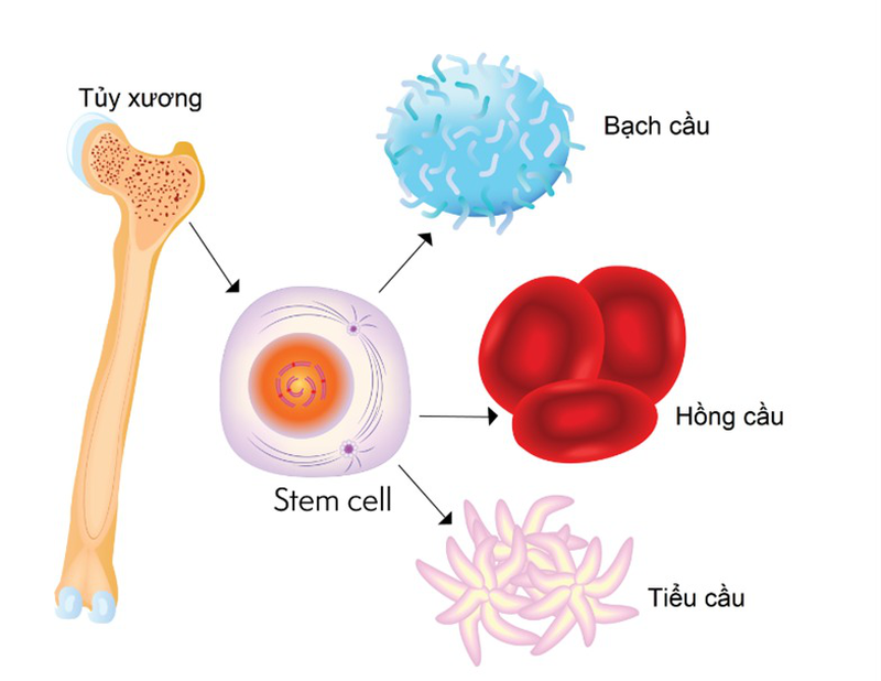 Những điều bạn cần biết về phương pháp cấy ghép tế bào gốc 2