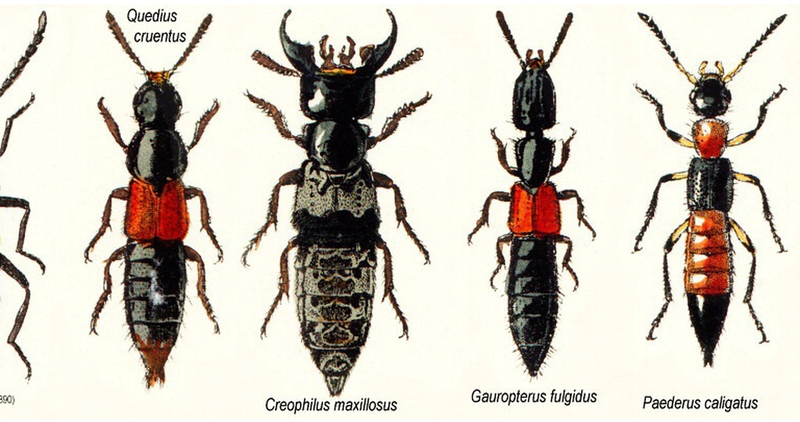 Những điều cần biết về kiến ba khoang và độc tính kiến ba khoang 1