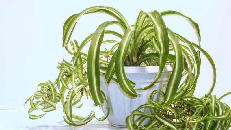 Top những loại cây trồng trong nhà tốt cho sức khỏe 10