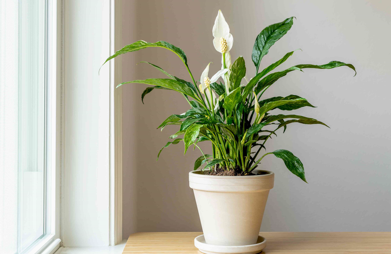 Top những loại cây trồng trong nhà tốt cho sức khỏe 2