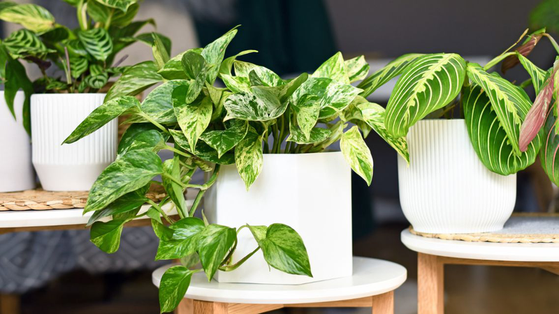 Top những loại cây trồng trong nhà tốt cho sức khỏe 5