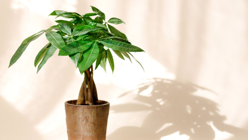 Top những loại cây trồng trong nhà tốt cho sức khỏe 6