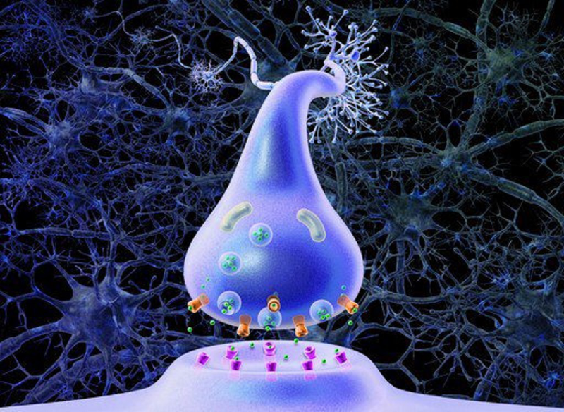 Những thông tin cần biết về chất dẫn truyền thần kinh tế bào não 3