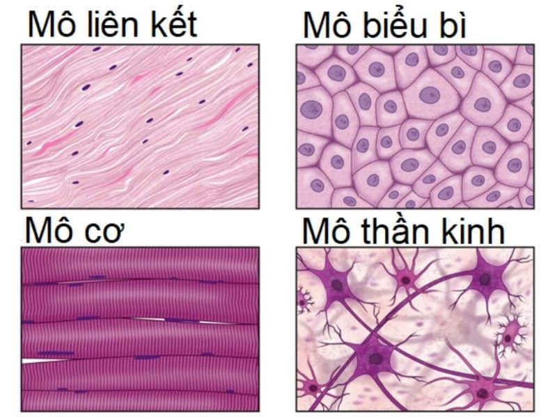 Những thông tin cơ bản về các loại mô trong cơ thể không phải ai cũng biết 1