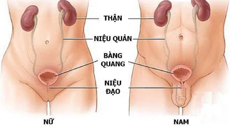 Thông tin về niệu đạo và phương pháp nong niệu đạo 1