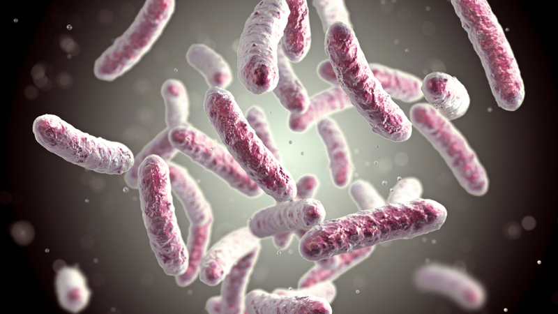 Nước thô thường chứa Salmonella có thể gây ra các bệnh lý đường ruột