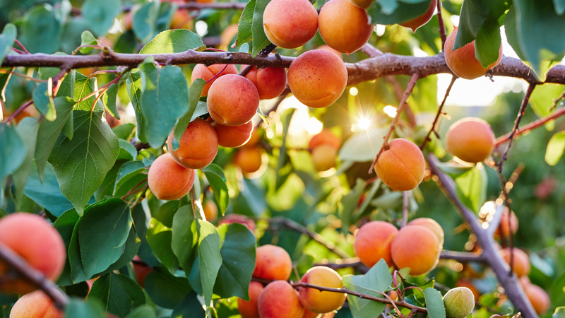 Ô mai mơ có tốt không? Những điều cần lưu ý 2