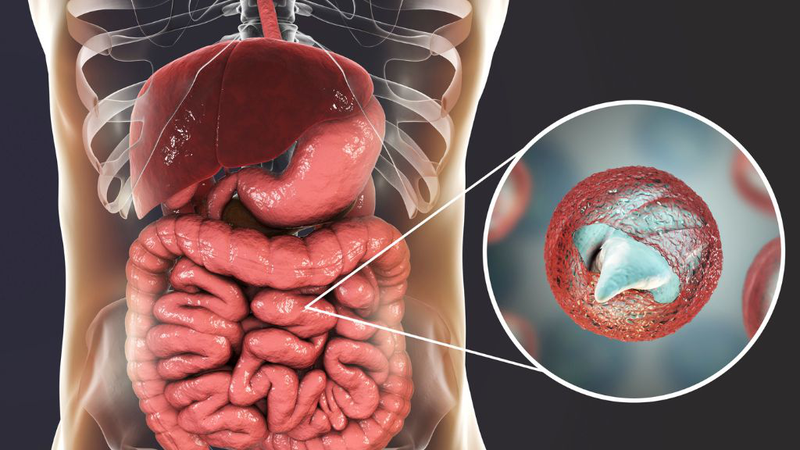 Ốc gạo: Giá trị dinh dưỡng, lưu ý khi ăn 2
