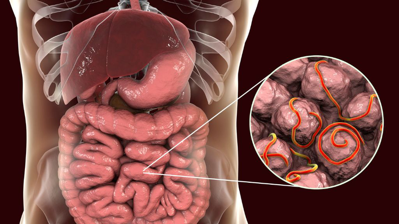 Ốc mít: Giá trị dinh dưỡng, lưu ý khi ăn 3