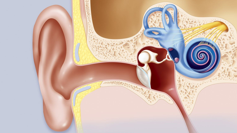 Ốc tai có cấu tạo như thế nào? Các bệnh lý về ốc tai 1