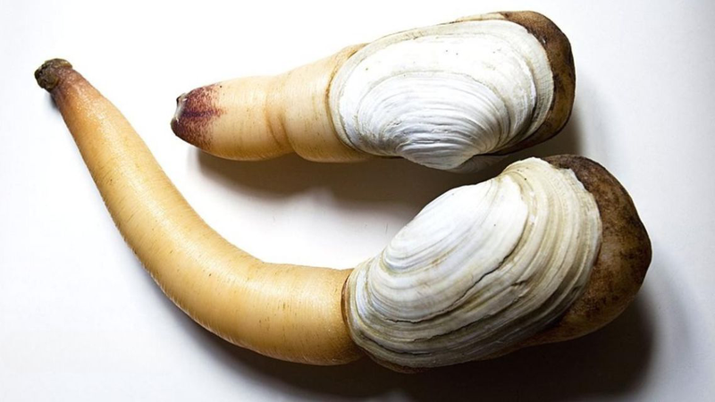 Ốc vòi voi: Giá trị dinh dưỡng và công dụng tuyệt vời với sức khỏe 3
