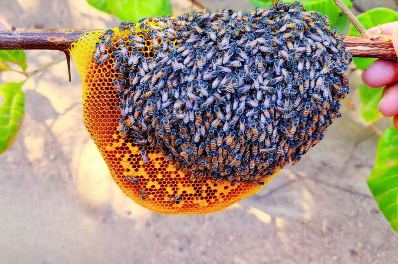 Ong ruồi và ong mật: Đặc điểm và công dụng có gì khác nhau 1