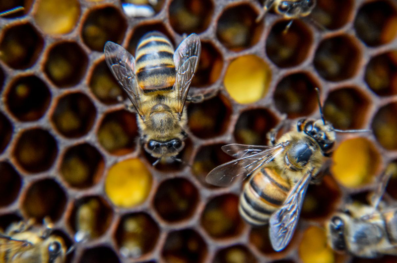 Ong ruồi và ong mật: Đặc điểm và công dụng có gì khác nhau 2