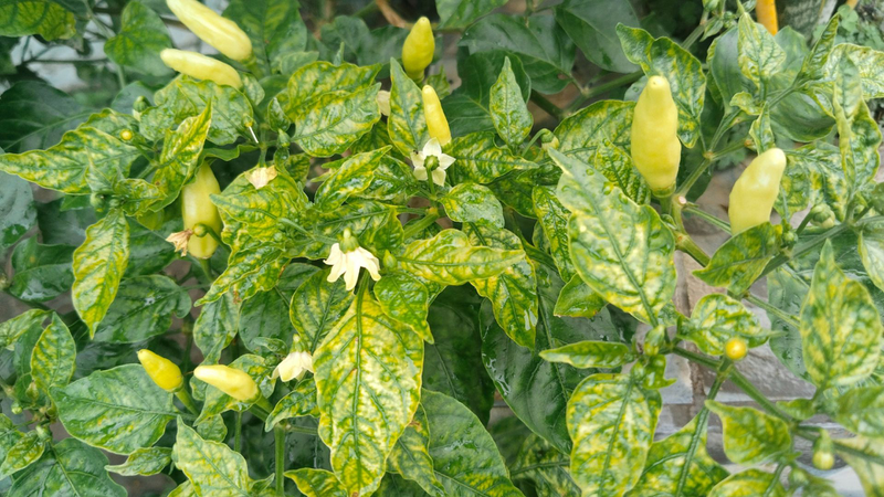 Đặc trưng trái ớt chỉ thiên đó là khi mọc trái hướng lên trời