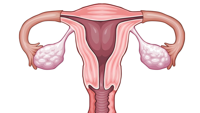 Ovary là gì? 2
