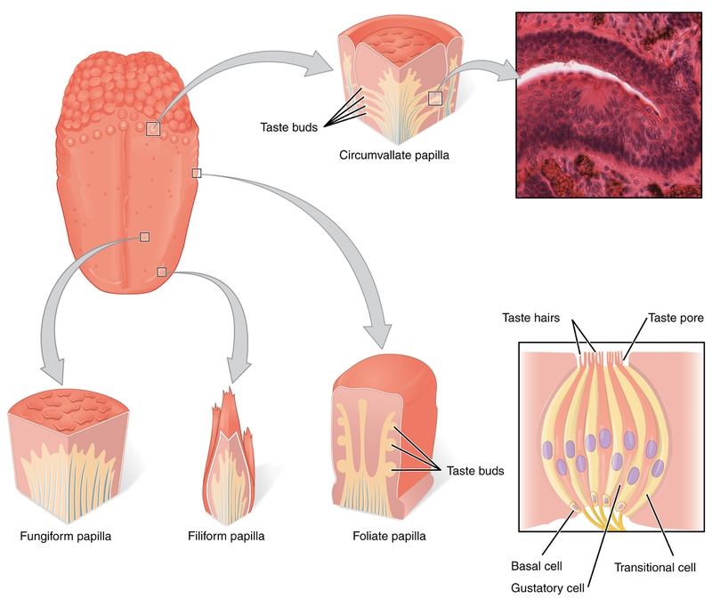 Papillae là gì và chức năng của papillae đối với con người? 2