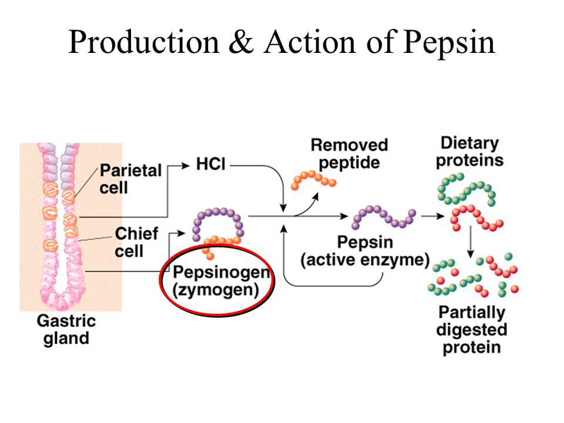 Pepsinogen 1 thấp có phải là dấu hiệu của ung thư dạ dày? 2