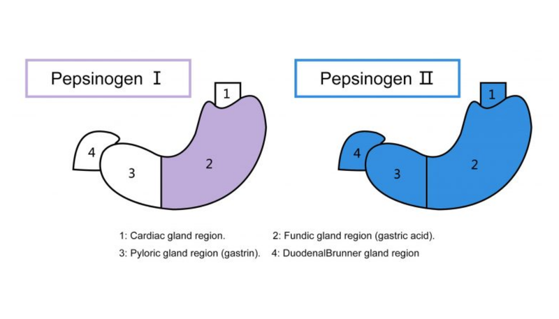 Pepsinogen là gì 2