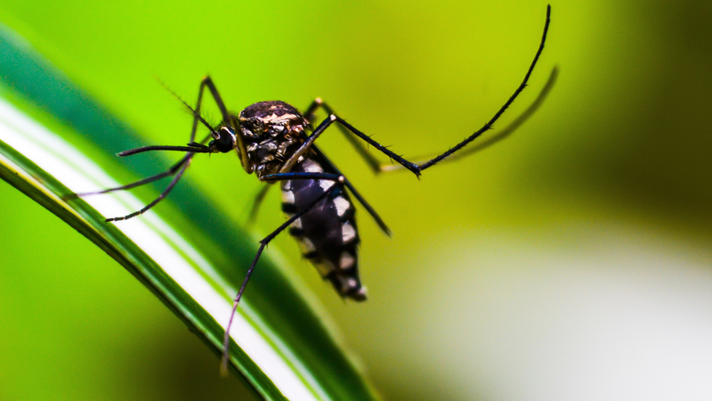 Phân biệt dấu hiệu mắc Chikungunya với sốt xuất huyết 1