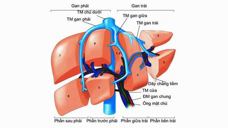 Phân thùy gan theo cách nào và ứng dụng trên lâm sàng? 3