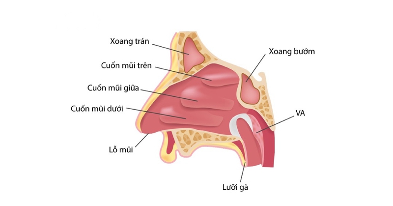 Phẫu thuật chỉnh hình cuốn mũi là gì? Khi nào cần thực hiện? 1