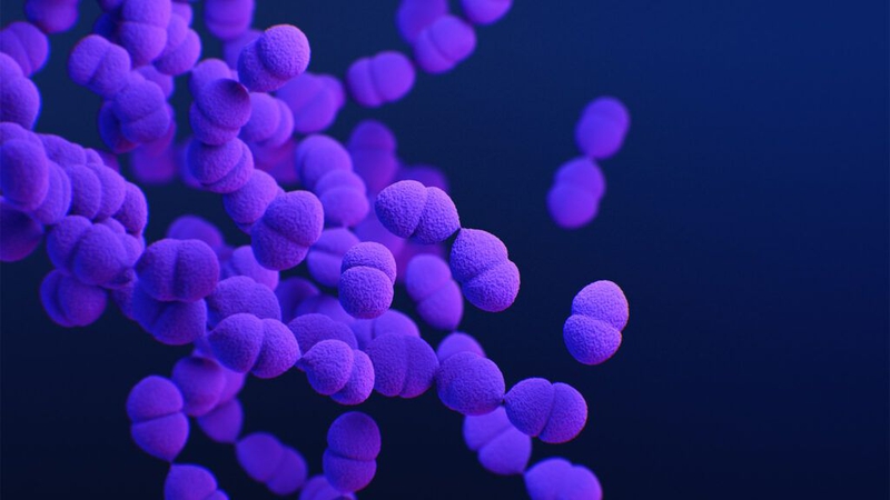 Phế cầu khuẩn là gì? Phế cầu khuẩn gây bệnh gì và những triệu chứng nhận biết bệnh