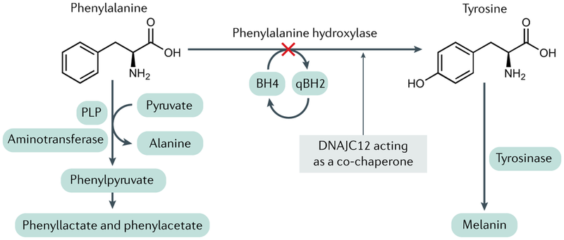 Phenylketone niệu (PKU): Nguyên nhân, triệu chứng và điều trị 2