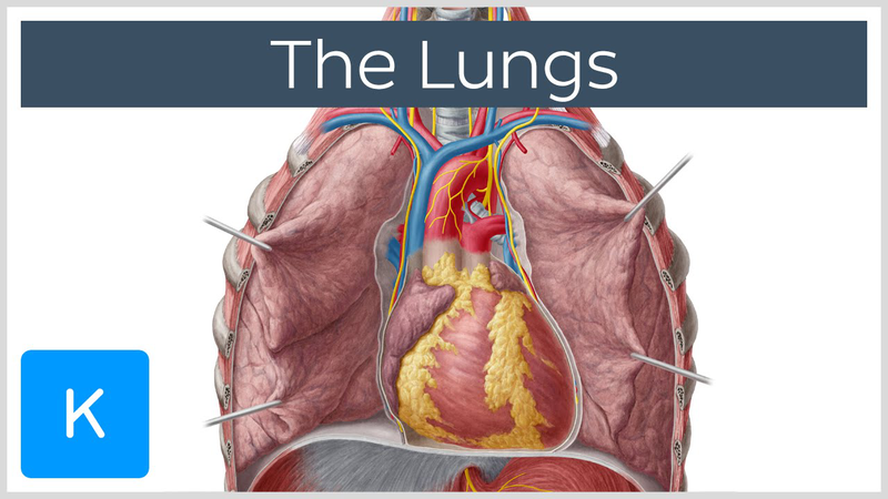 Phổi nằm ở đâu? Nguyên lý hoạt động của phổi? Các bệnh thường gặp về phổi?1
