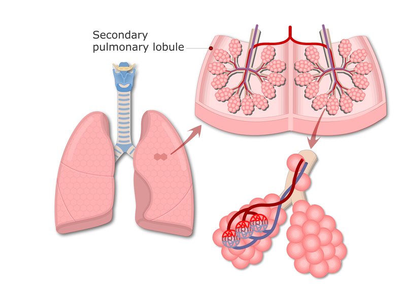 Phổi nằm ở đâu? Nguyên lý hoạt động của phổi? Các bệnh thường gặp về phổi?2