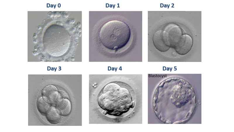 Phôi ngày 5 loại 3: Hiểu rõ để tối ưu hóa kết quả thụ tinh ống nghiệm 2