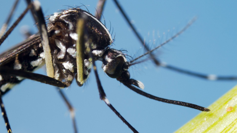 Muỗi Aedes albopictus nổi bật với thân đen sẫm và các sọc trắng bạc trên cơ thể