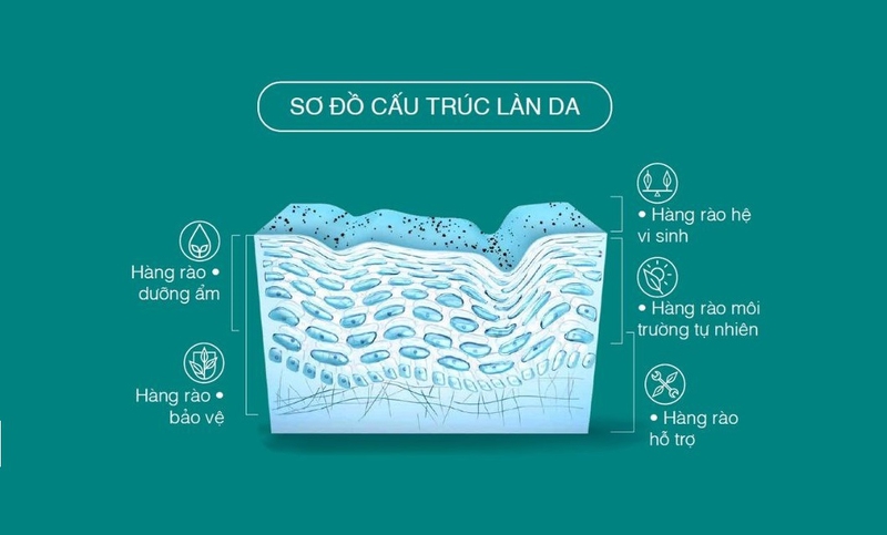 Phục hồi hàng rào bảo vệ da: Tầm quan trọng và những việc cần làm 1