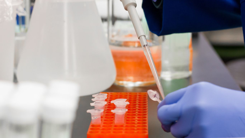 Plasmid thường được sử dụng như mẫu chuẩn hoặc vật đối chứng trong các quy trình khuếch đại DNA bằng kỹ thuật PCR