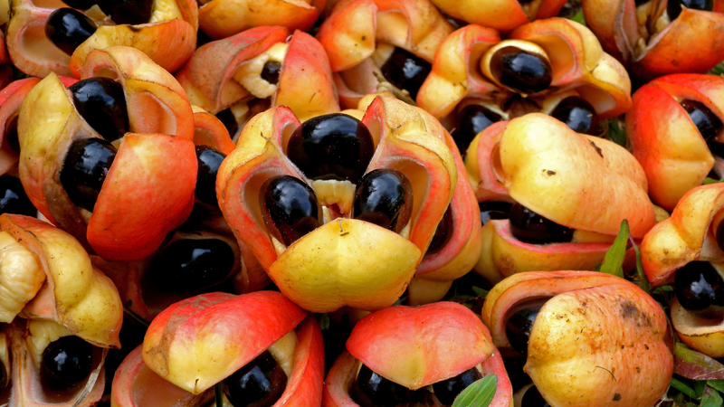 Quả Ackee là quả gì bạn đã biết hay chưa?1