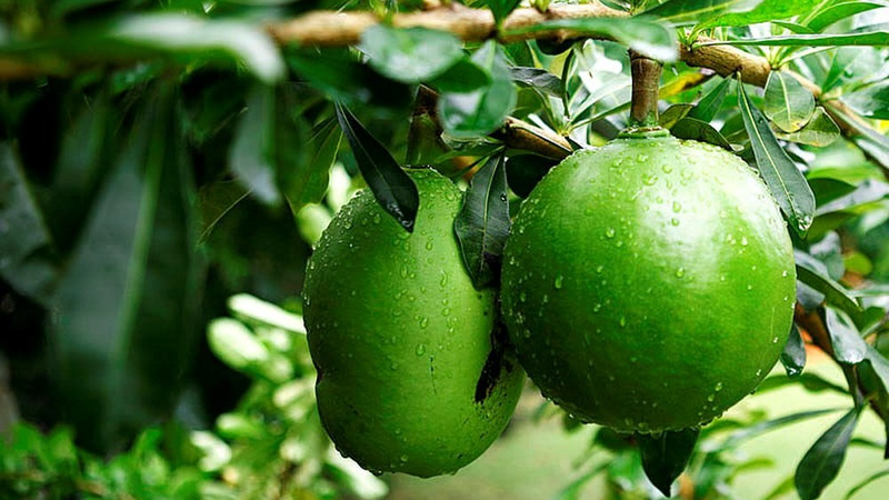  Quả đào tiên có tác dụng gì? Các lưu ý khi sử dụng 1