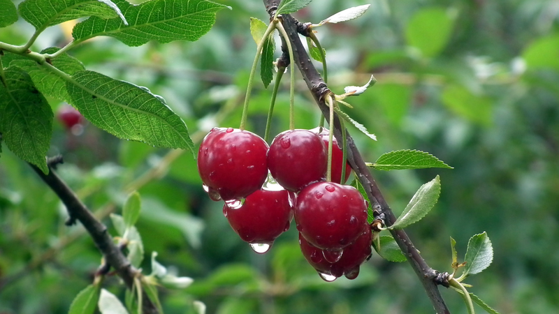 qua-so-ri-va-qua-cherry-co-giong-nhau-khong-gia-tri-dinh-duong-cong-dung-cua-qua-so-ri-va-qua-cherry 2.png