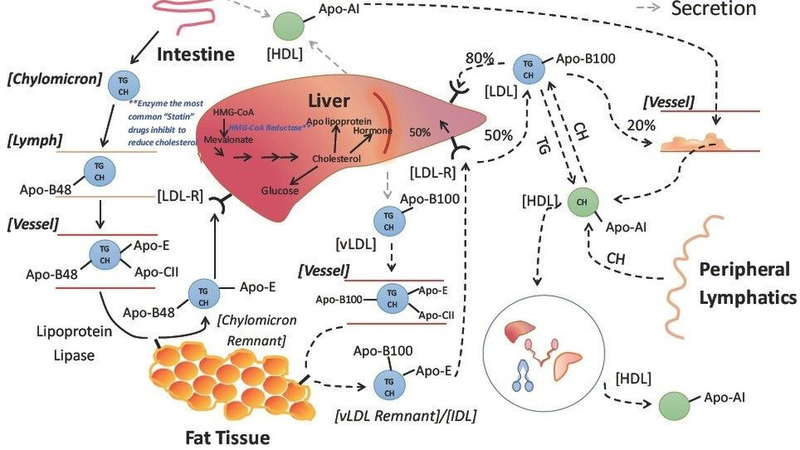 Quá trình chuyển hóa lipid trong cơ thể: Cơ chế, vai trò và ảnh hưởng đến sức khỏe 1