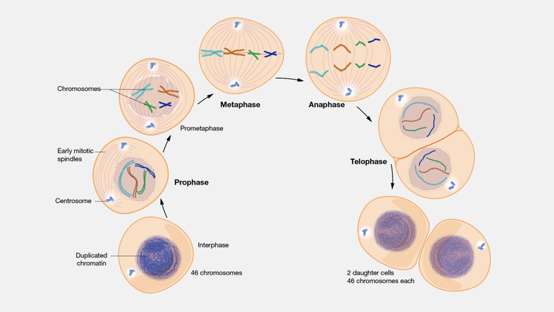 Quá trình phân chia tế bào xảy ra như thế nào? 2