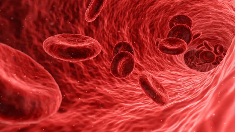 Quá trình sản xuất hồng cầu trong cơ thể người 1