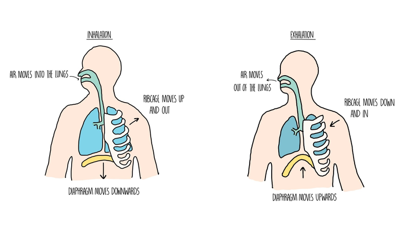  Quá trình trao đổi khí ở người: Cơ chế diễn ra và vai trò đối với sức khỏe 2