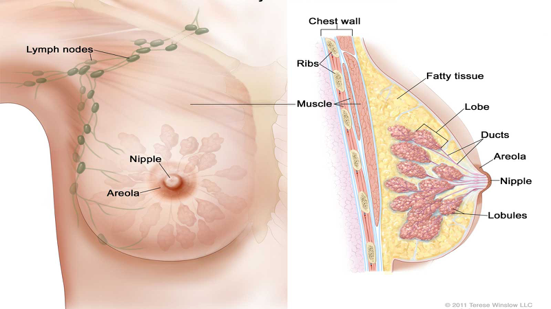 Quầng vú là gì? Chức năng và các bệnh lý thường gặp tại quầng vú 1