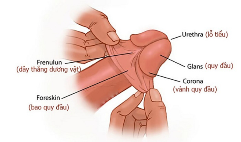 Quy đầu nhạy cảm là gì? Cách cải thiện tình trạng quy đầu nhạy cảm 1