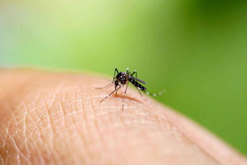 Sốt xuất huyết là một bệnh do virus Dengue gây ra qua truyền nhiễm
