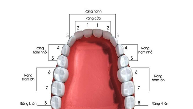 Răng cối lớn là gì? Đặc điểm và vai trò của răng cối lớn 2