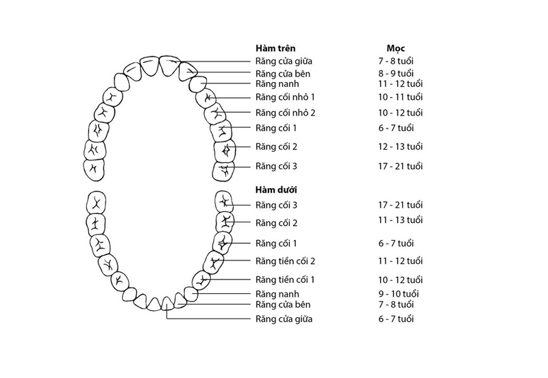 Răng khôn là răng số mấy? Các vấn đề liên quan đến răng khôn 1